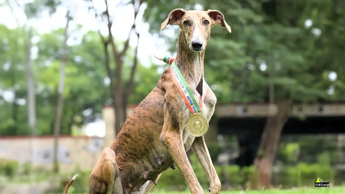 Indian-Bred Dog 'Riya' Triumphs Over 116 Foreign Breeds at All India Police Duty Meet 2024