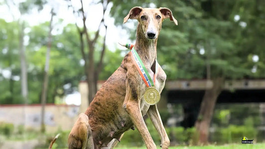 Indian-Bred Dog 'Riya' Triumphs Over 116 Foreign Breeds at All India Police Duty Meet 2024