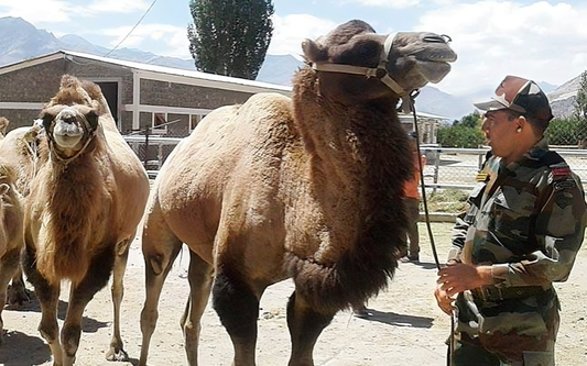Indian Army Integrates Bactrian Camels for High-Altitude Operations in Ladakh