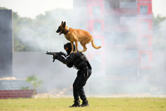 NSG Celebrates 41st Raising Day with Live Demonstrations and Strategic Developments