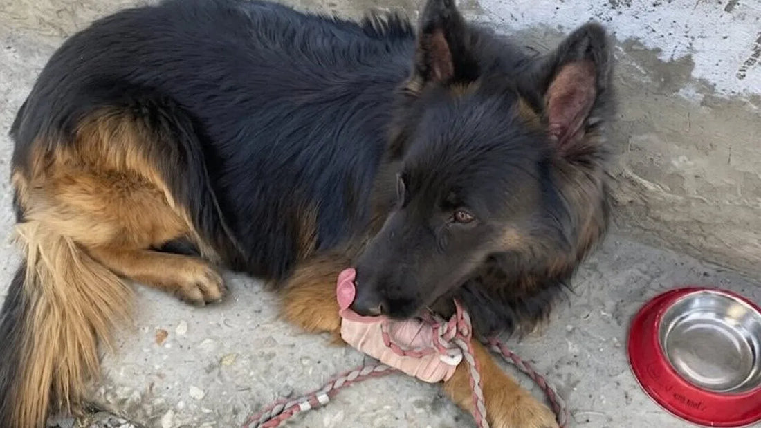 Army Dog Tyson Leads to Successful Neutralisation of Jaish Terrorists in Kashmir Despite Being Shot