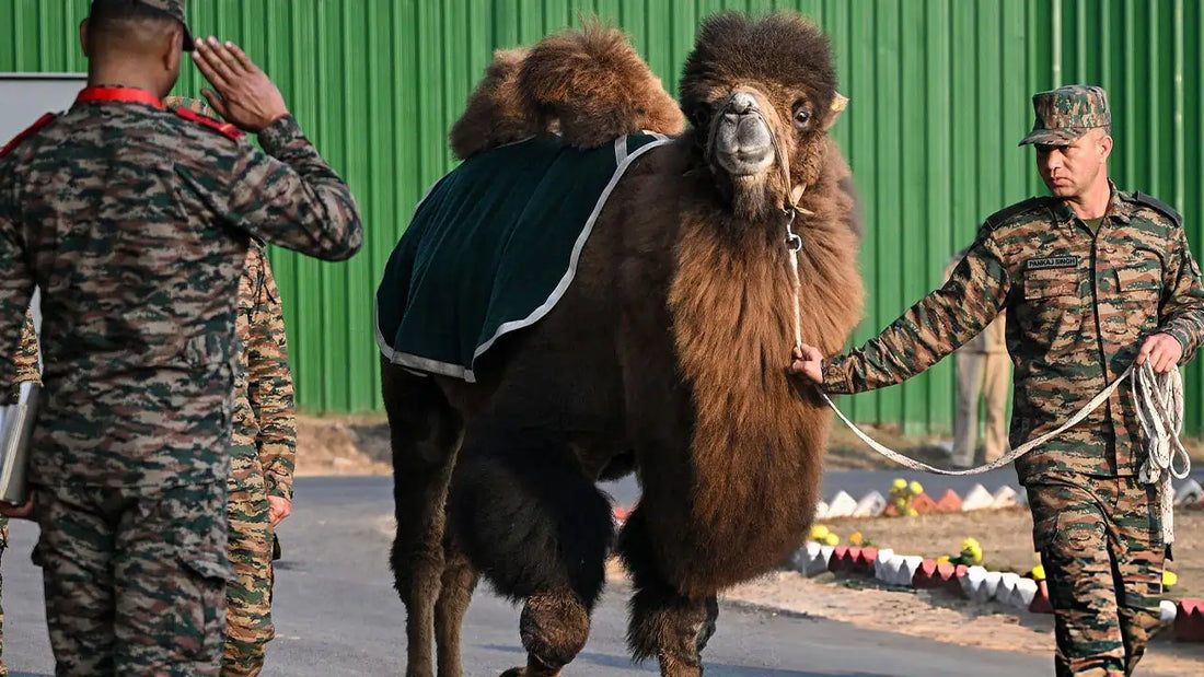 Indian Army's Strategic Use of Bactrian Camels in High-Altitude Operations