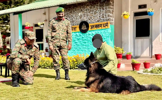 Indian Army Assault Dog Tyson of 2 Para SF Gets Mention-in-Despatches for Kishtwar Courage