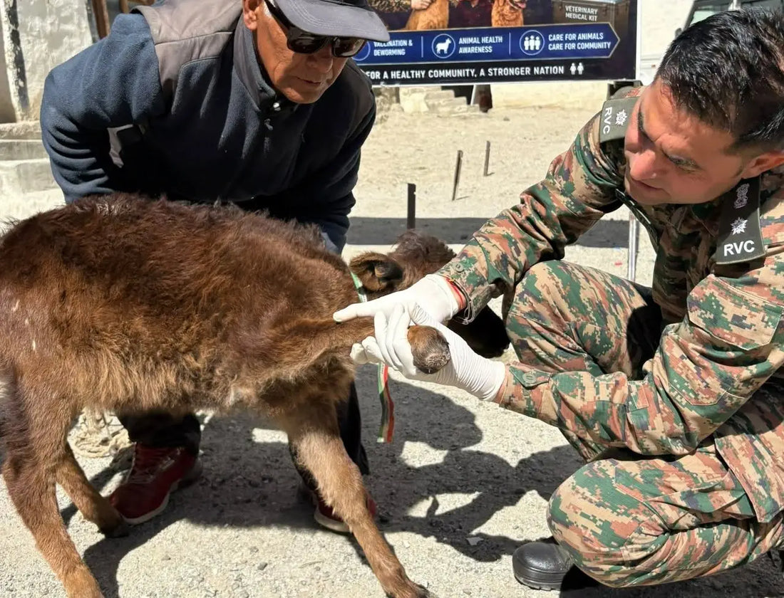 Indian Army Organizes Veterinary Camps in Eastern Ladakh to Aid Livestock and Local Economies
