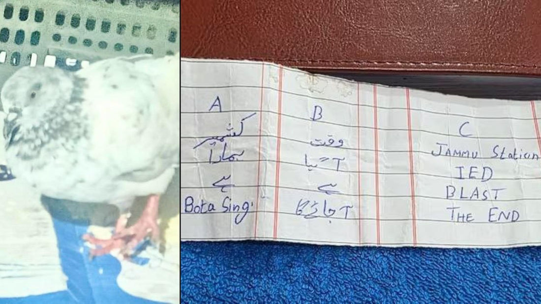 Pigeon Intercepted Near Jammu Border Raises Espionage Concerns