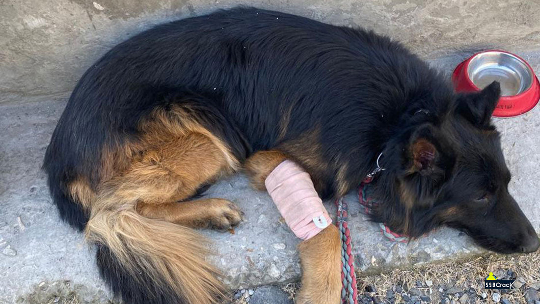 Meet Tyson: The 2 Para SF Hero Dog Who Led Indian Army to Victory